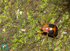 Corynomalus vestitus