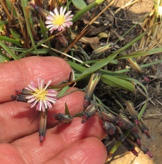 Launaea nana