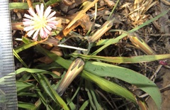 Launaea nana