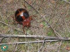Corynomalus vestitus