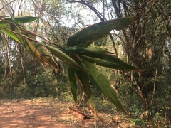 Guadua chacoensis
