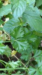Papilio polyxenes asterius