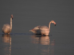 Phoenicopterus roseus