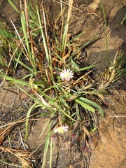 Launaea nana