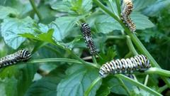 Papilio polyxenes asterius