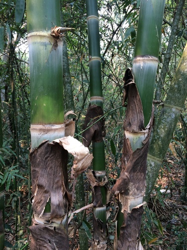 Guadua chacoensis · iNaturalist