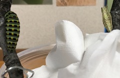 Papilio polyxenes asterius