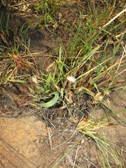 Launaea nana