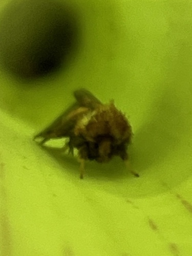 Epauletted Pitcher Plant Moth photo 2