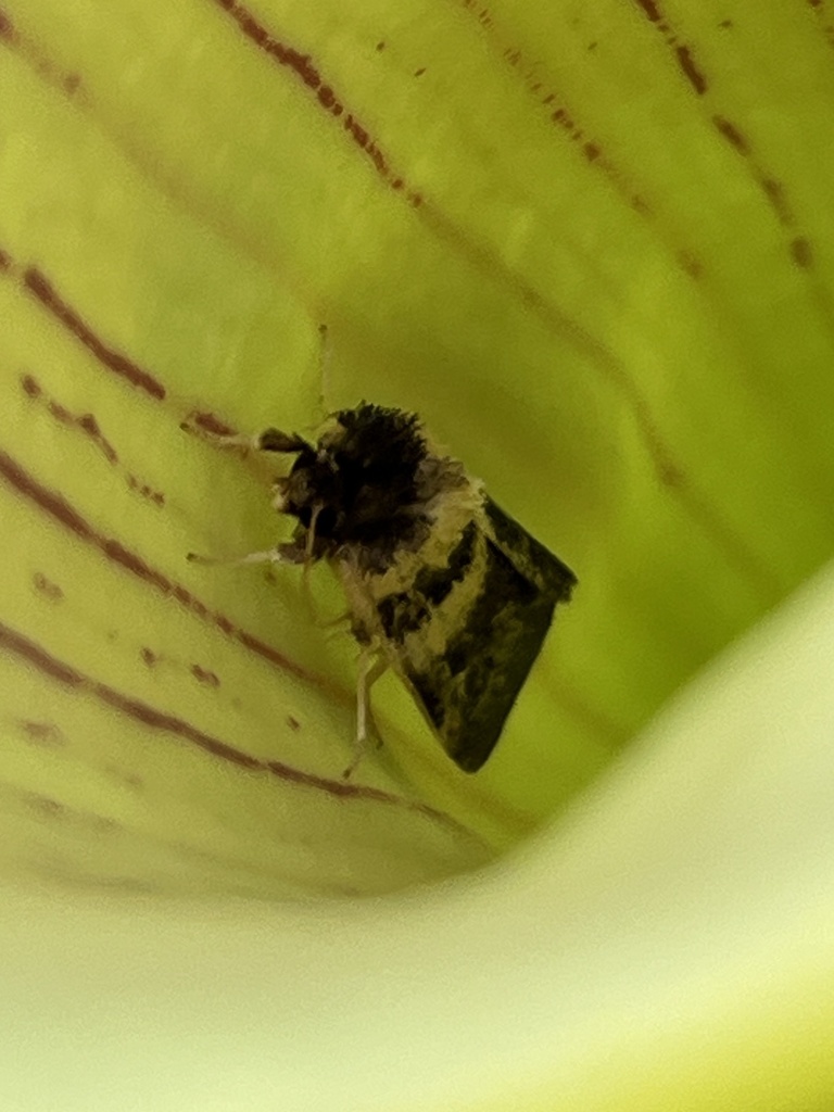 Ridings’ Pitcherplant Moth