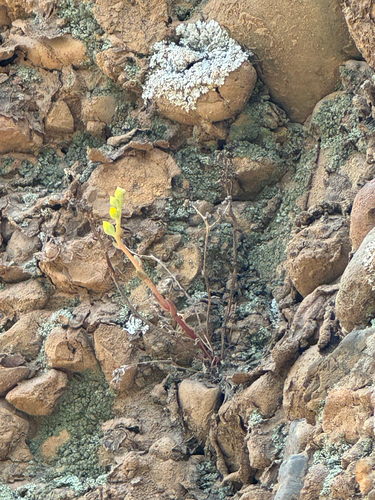Dudleya multicaulis