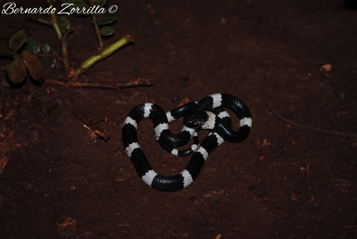 Snail-eating Thirst Snake