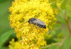 Colletes simulans armatus