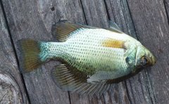 Centrarchus macropterus