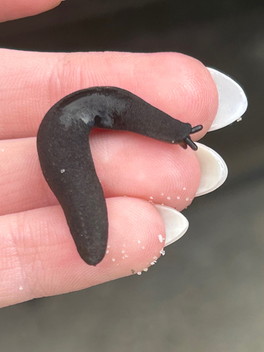 Belocaulus angustipes