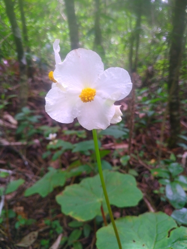 Maple-leaved begonia
