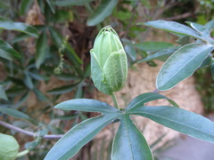 Passiflora
