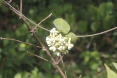 Funastrum lindenianum