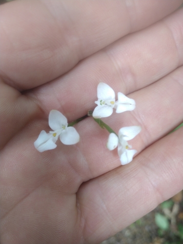 Ponthieva parvilabris