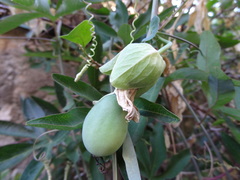Passiflora