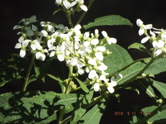 Verbesina virginica virginica