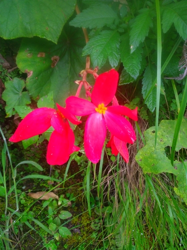 Begonia froebelii