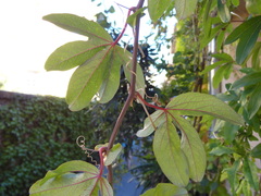 Passiflora