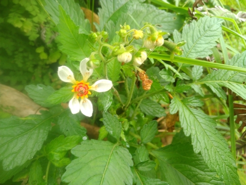 Nasa triphylla triphylla
