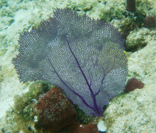 Sea Fan