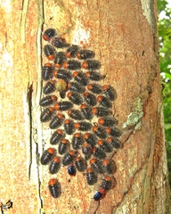 Cryptobatis cyanoptera