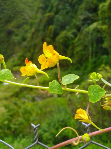 Tropaeolum huigrense