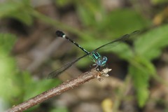 Erpetogomphus eutainia