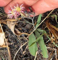 Launaea nana