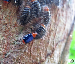 Cryptobatis cyanoptera