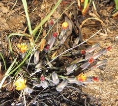 Launaea nana