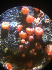 Dialonectria episphaeria