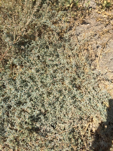 iNaturalist observation photo of berry saltbush