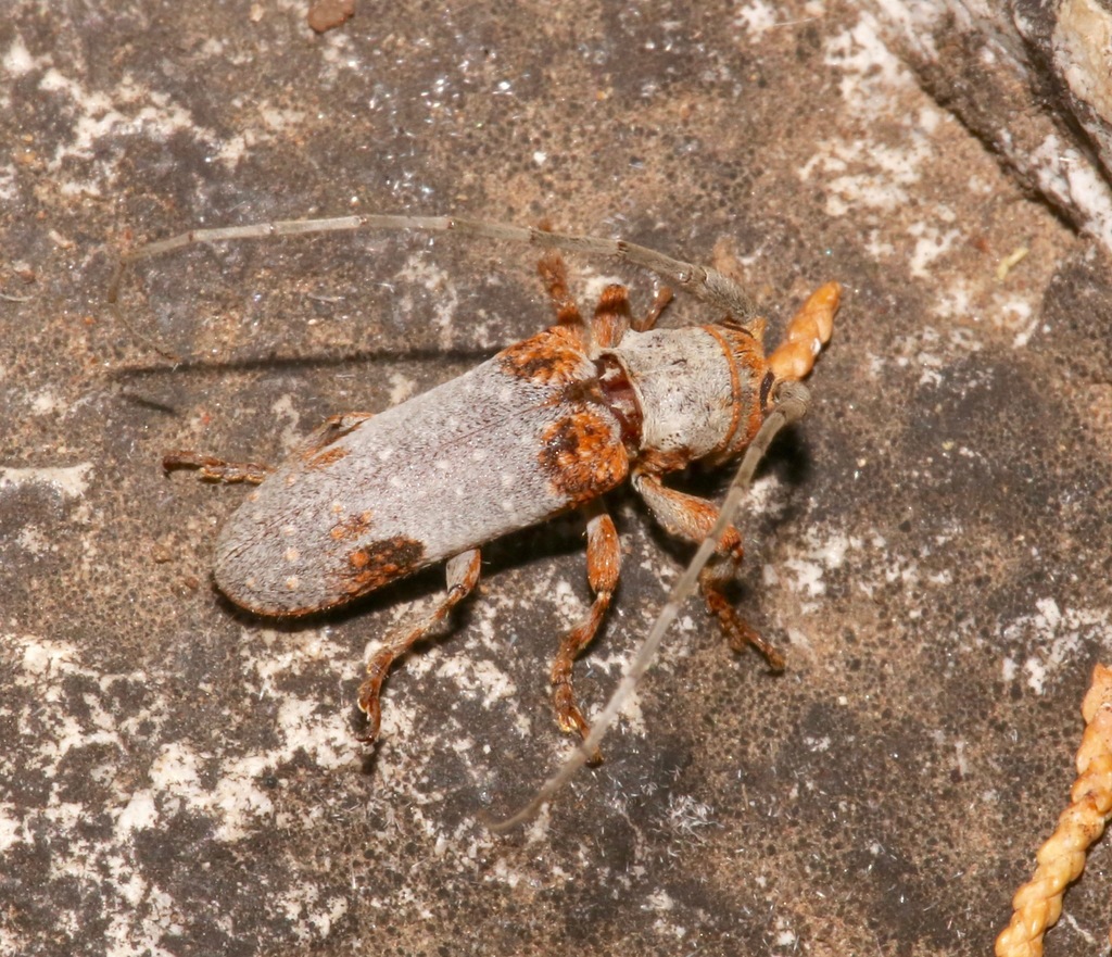 Arizona oak girdler