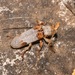 Escarabajo Cuernos Largos del Encino - Photo (c) Laura Gaudette, algunos derechos reservados (CC BY), subido por Laura Gaudette