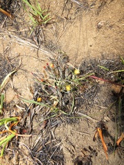 Launaea nana