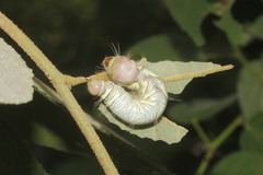 Truncaptera truncata