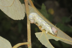 Truncaptera truncata