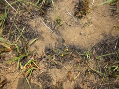 Launaea nana