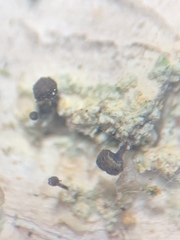 Chaenotheca ferruginea