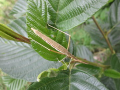 Proscopiidae