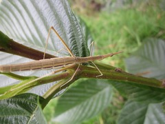 Proscopiidae