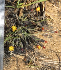 Launaea nana