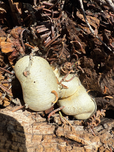 Manzanita Creek Trail
