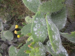 Opuntia ficus-indica
