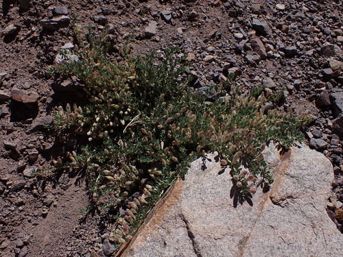 Malesherbia lirana (Malesherbia lirana)